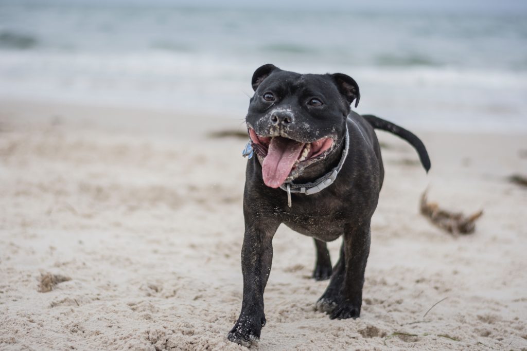 Un staffy noir sur la plage