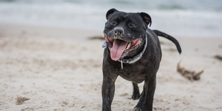 Un staffy noir sur la plage