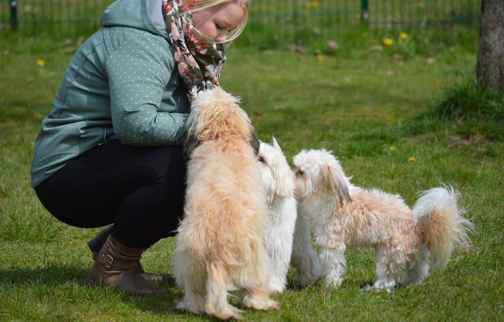 apprendre le rappel à son chien