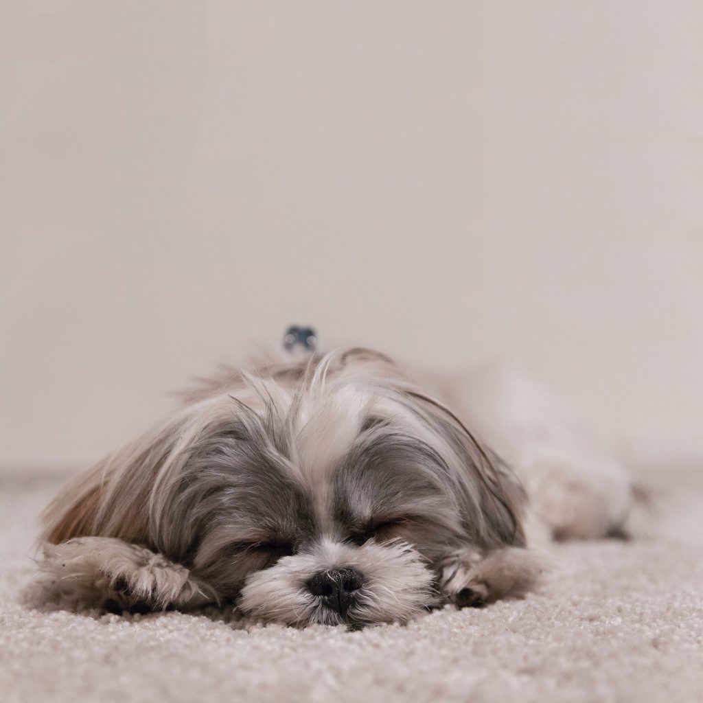 Race de chien Shih Tzu : caractère, prix, éducation, entretien