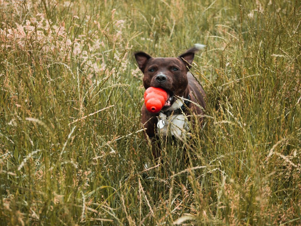 ​Staffordshire Bull Terrier : caractère, prix, éducation, entretien