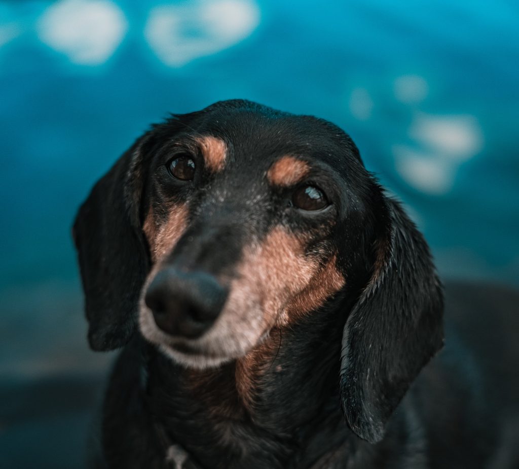 ​Race de chien Teckel : caractère, prix, éducation, entretien