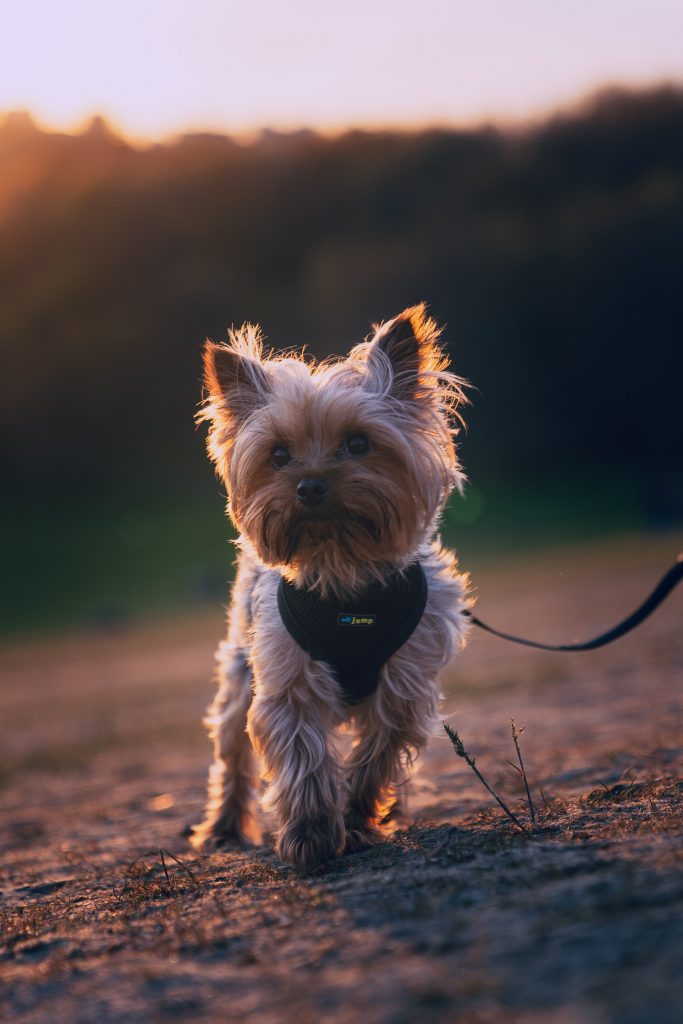 ​Race de chien Yorkshire Terrier : caractère, prix, éducation, entretien