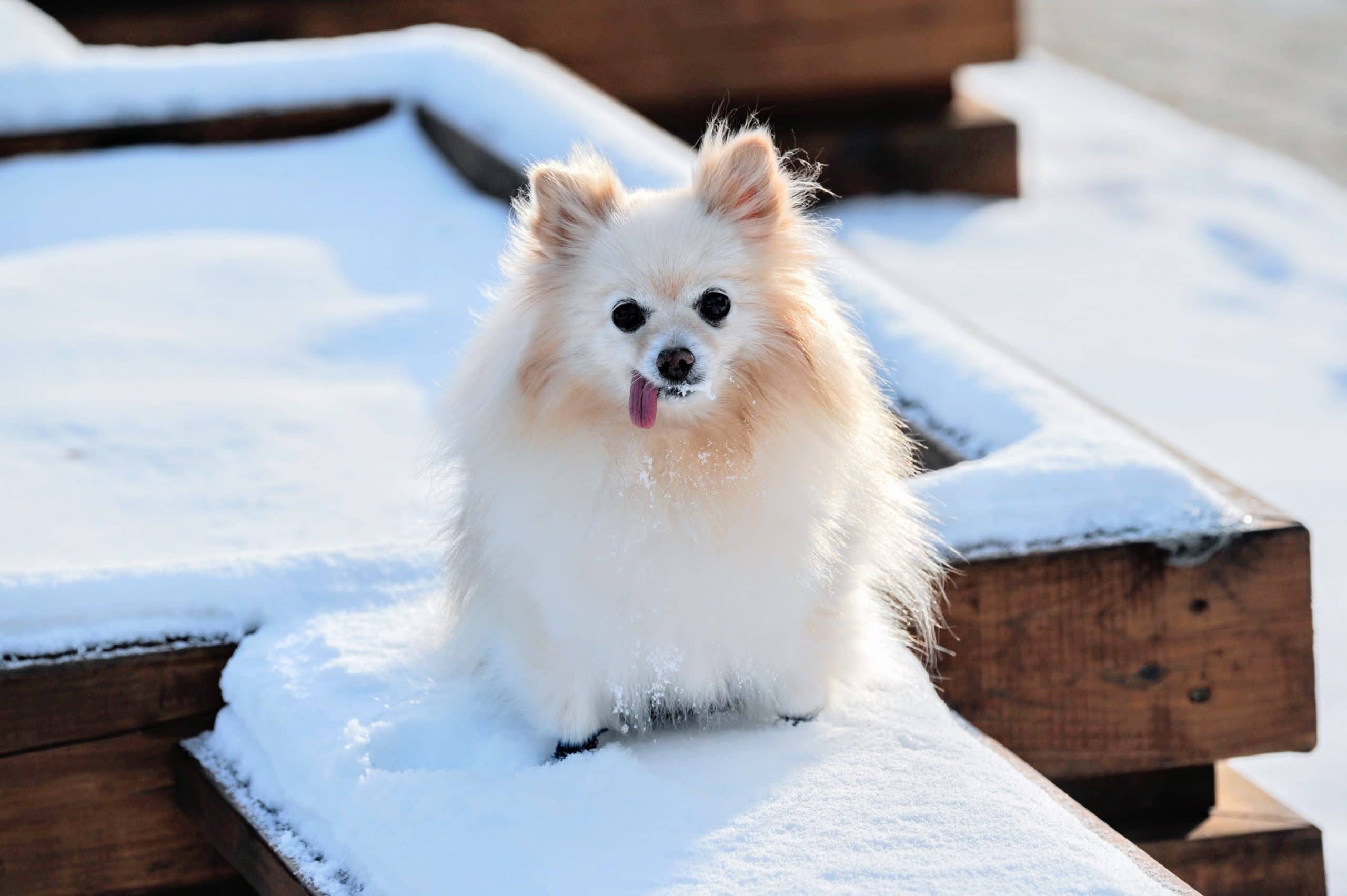 Top 7 Des Races De Chiens Qui Ne Grandissent Pas Dogdog