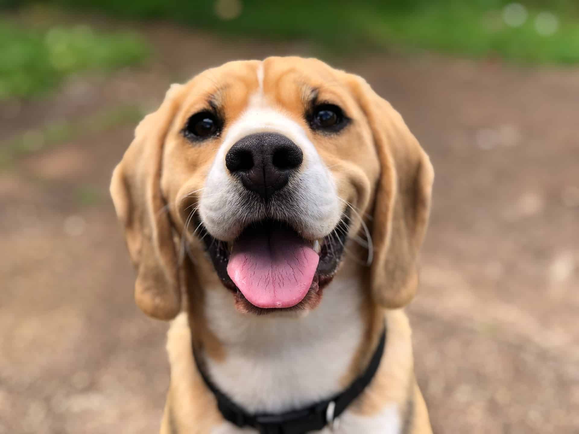 Chien Qui Tire La Langue Qu Est Ce Que Cela Veut Dire