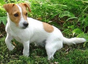 jack russel chiot 8