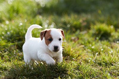 jack russel chiot 9