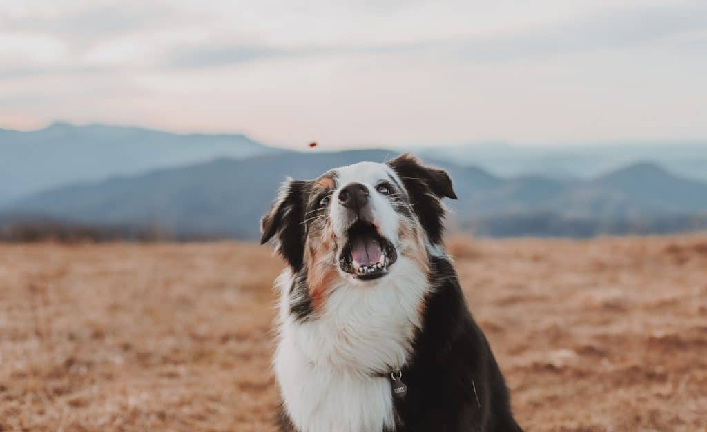 Race de chien Berger australien : caractère, prix, éducation, entretien