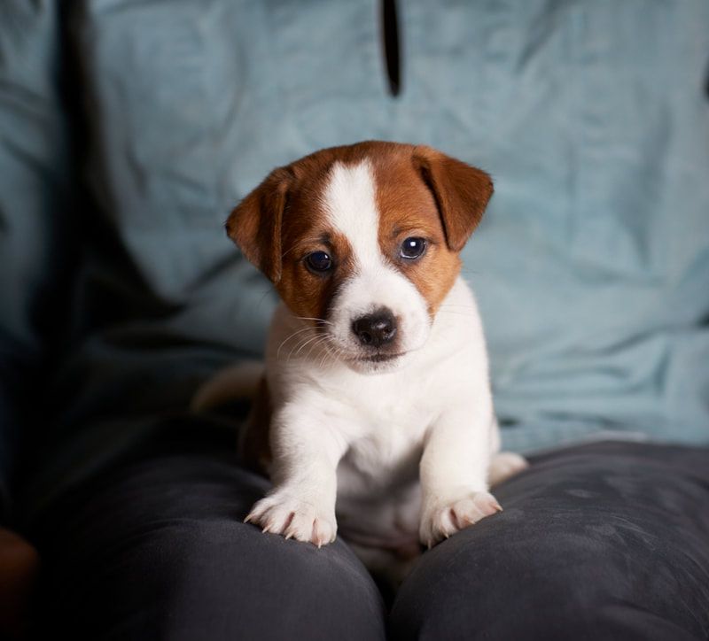 jack russel chiot 7