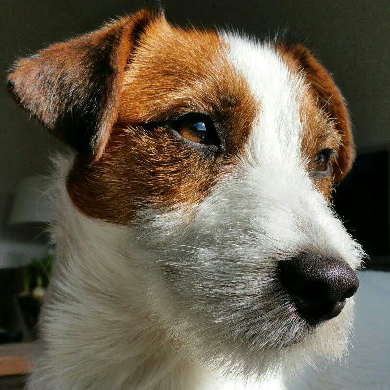 jack russel chiot 6