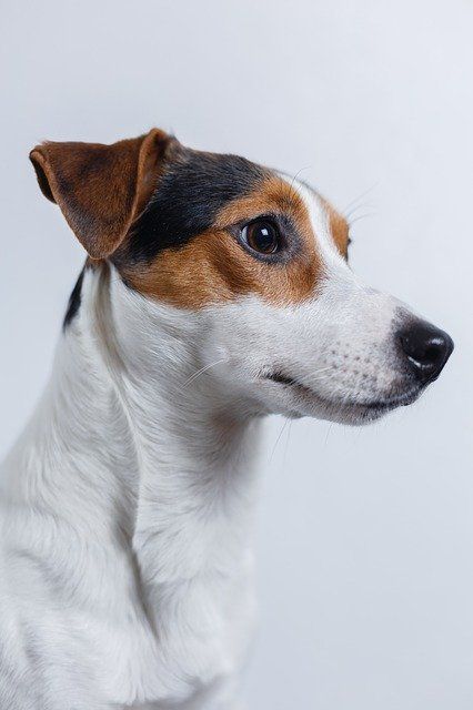 jack russel chiot 11