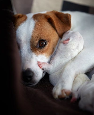 jack russel chiot 0