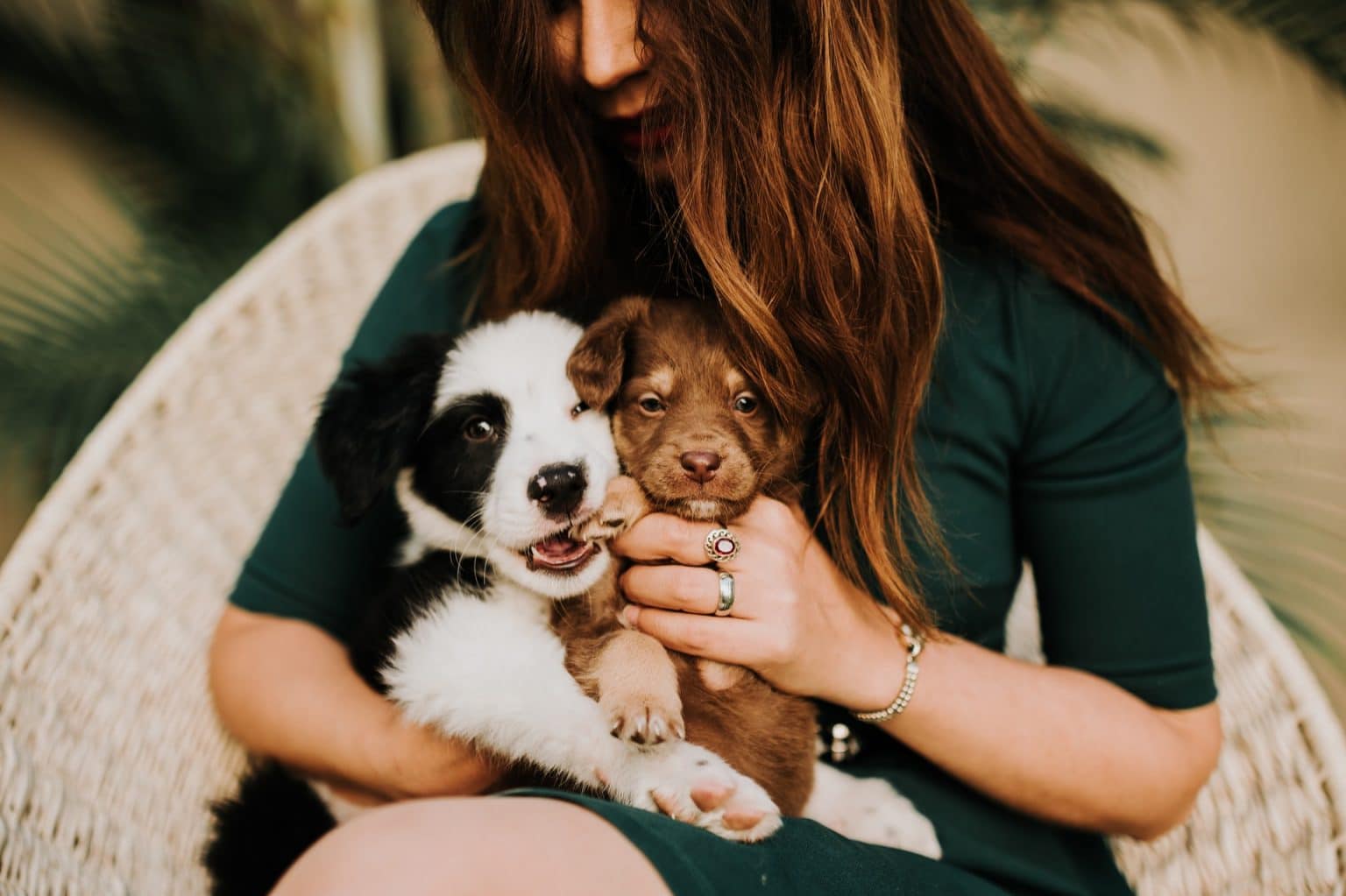 prix premier vaccin chiot et puce