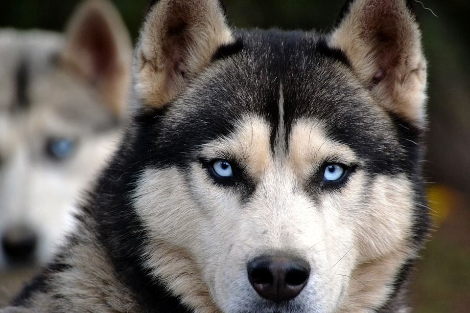 race de chien avec les yeux bleus 6