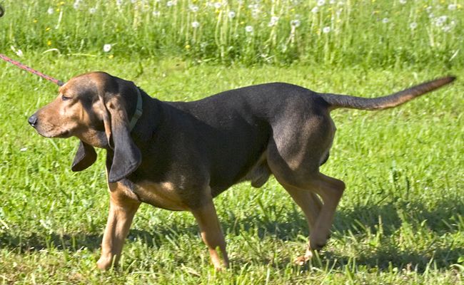 race de chien avec longues oreilles 6