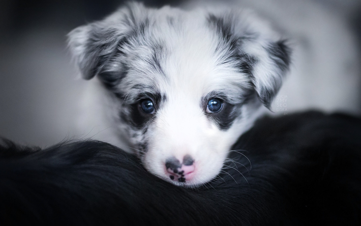 race de chien avec les yeux bleus 10