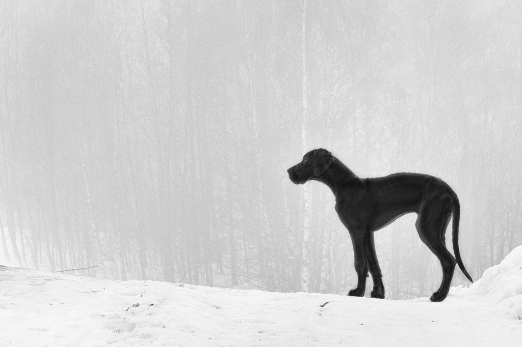 Dogue allemand : les différentes couleurs de robes