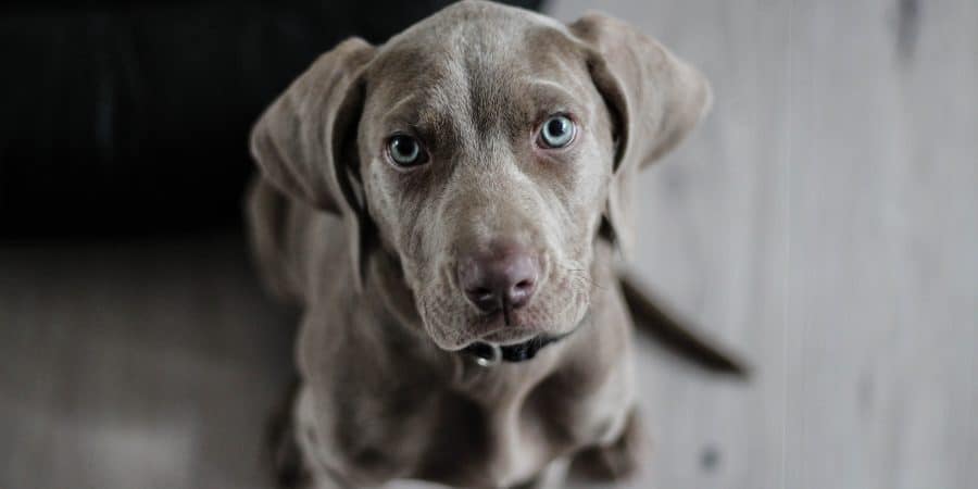 traitement épilepsie chien