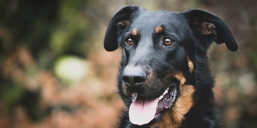 race chien beauceron