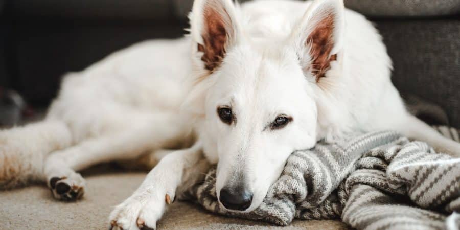 Berger blanc suisse