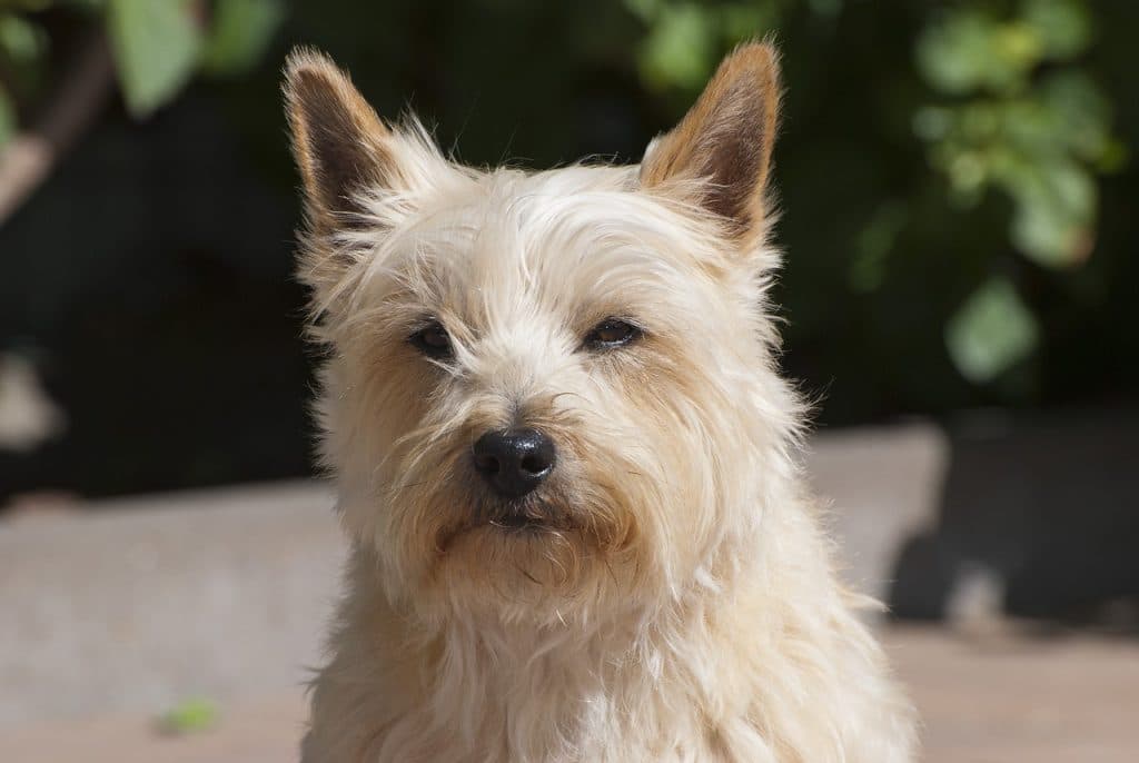 race de chien cairn terrier