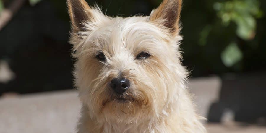 race de chien cairn terrier