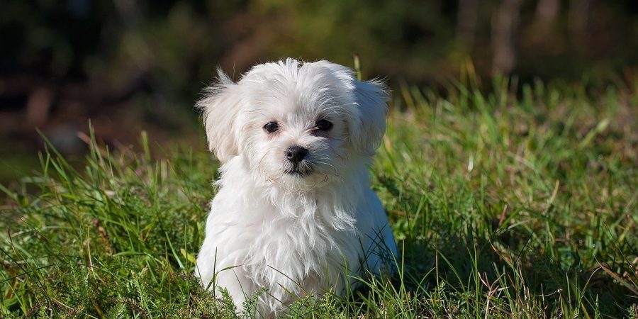 chien de compagnie