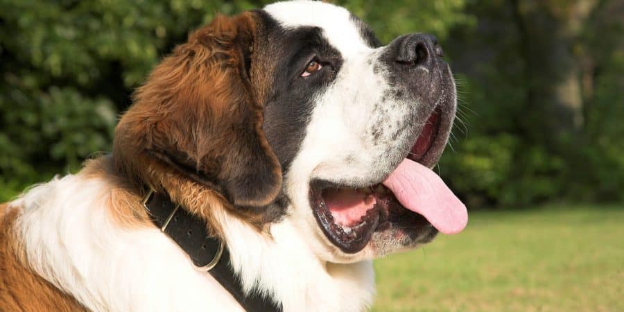 race chien saint-bernard