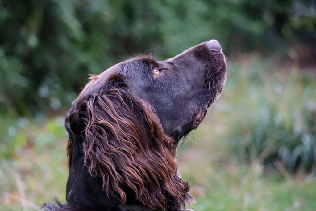 chien d'eau américain