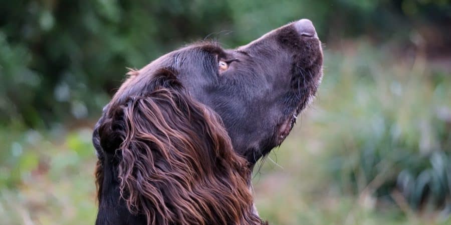 chien d'eau américain