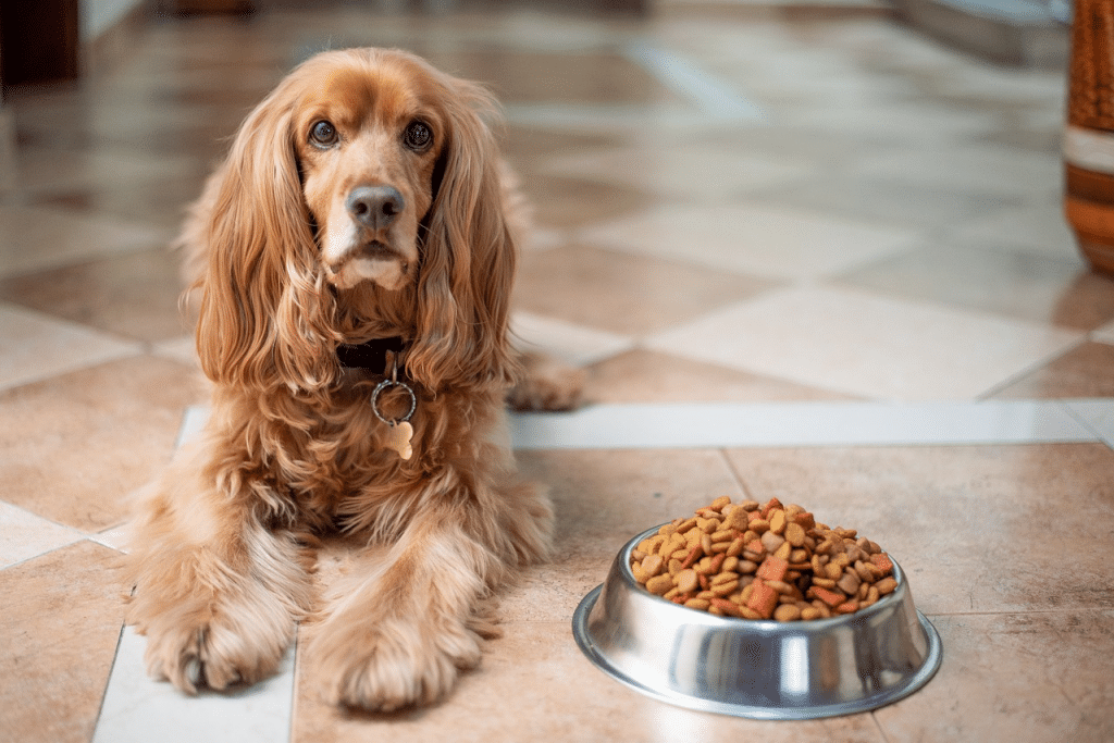 Comment stopper la diarrhée chez son chien ?
