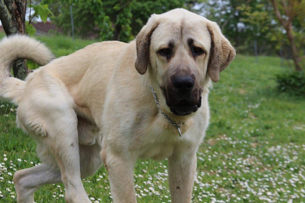 race de chien kangal