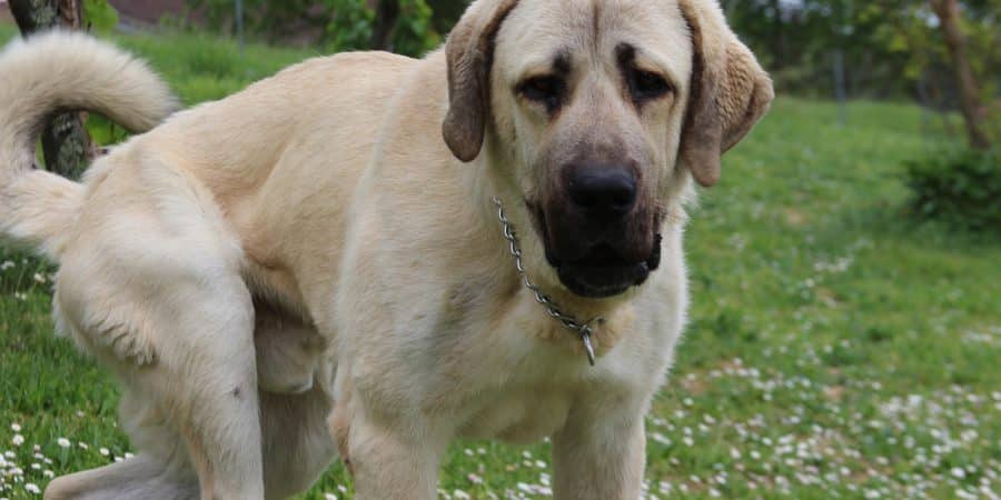 race de chien kangal