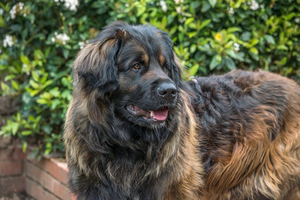 race de chien Léonberg