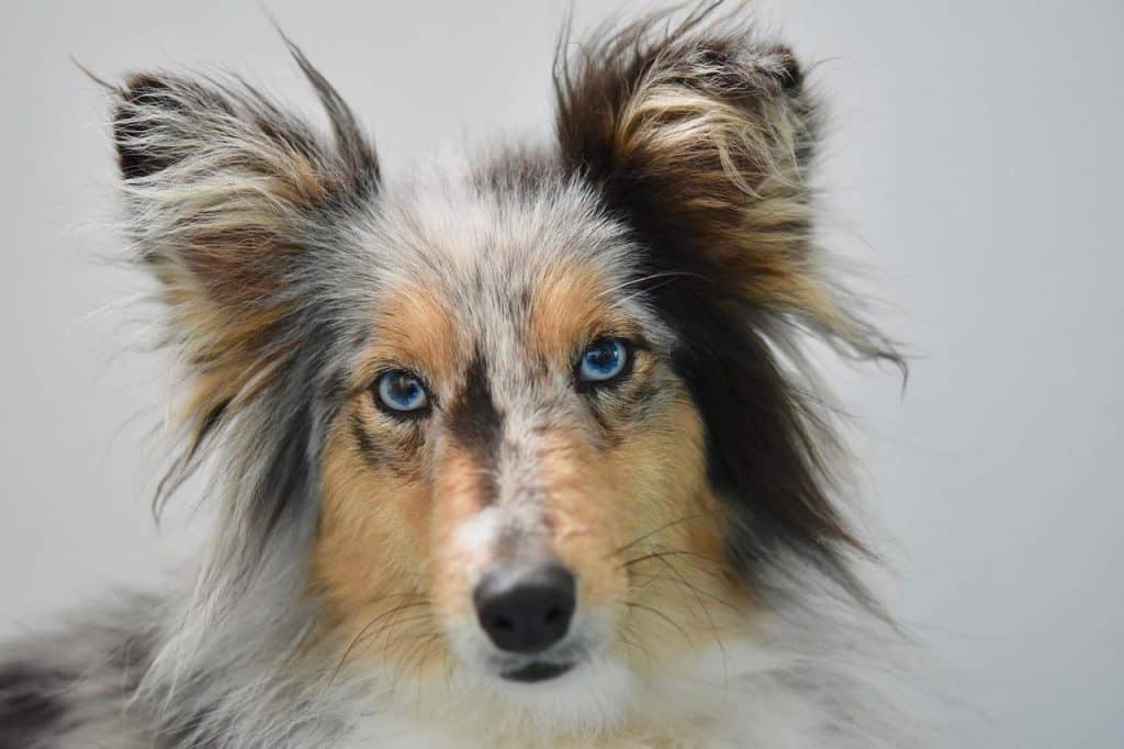 Race de chien Berger des Shetland : caractère, prix, éducation, entretien