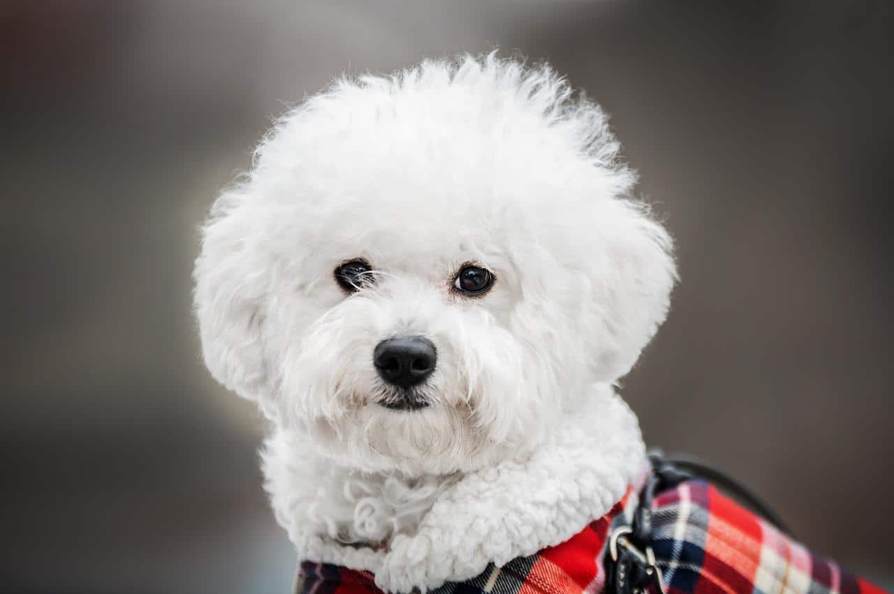Bichon Maltais une race de petit chien calme et affectueux