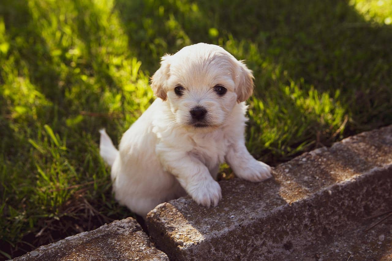 Comment éduquer un chiot de 2 mois