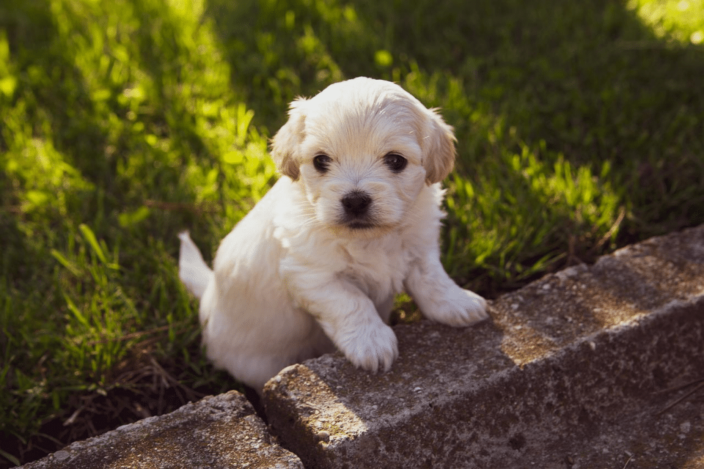 Comment éduquer un chiot de 2 mois ?