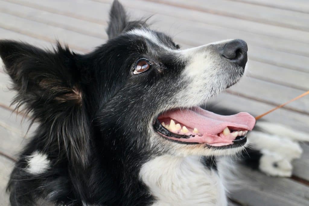 race de chien border collie