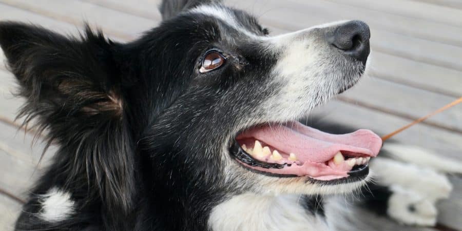 race de chien border collie