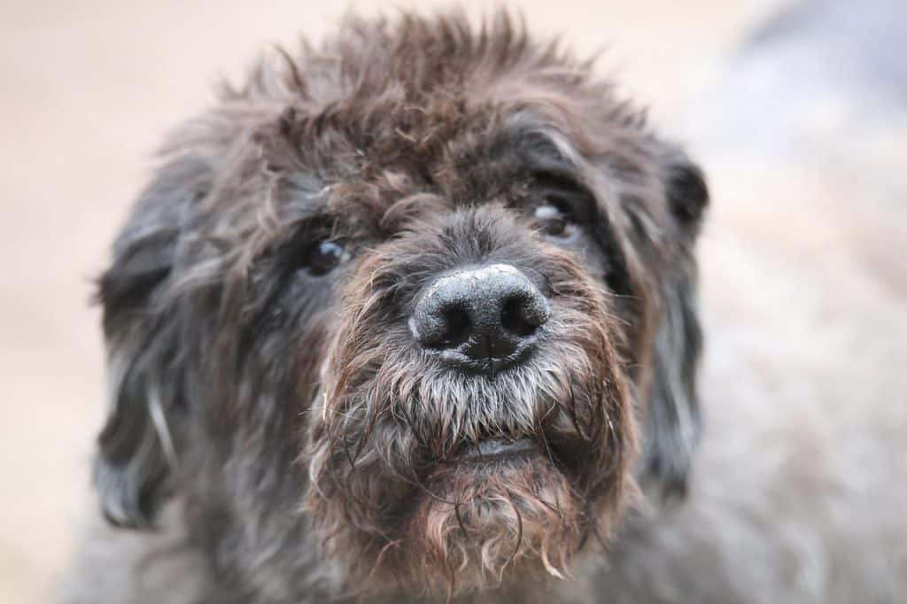 race de chien Bouvier des Flandres