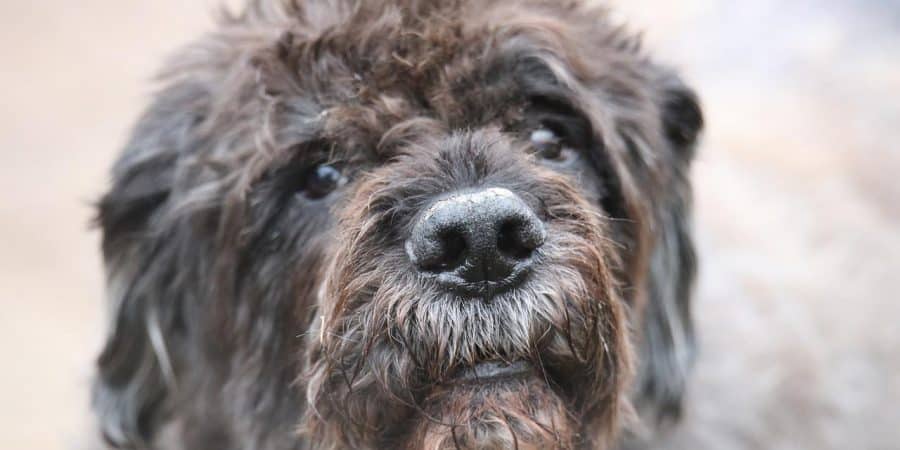 race de chien Bouvier des Flandres