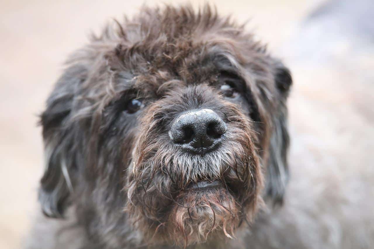 Le Bouvier Des Flandres Est Il Dangereux Bouvier des Flandres : un chien de bouvier robuste et protecteur