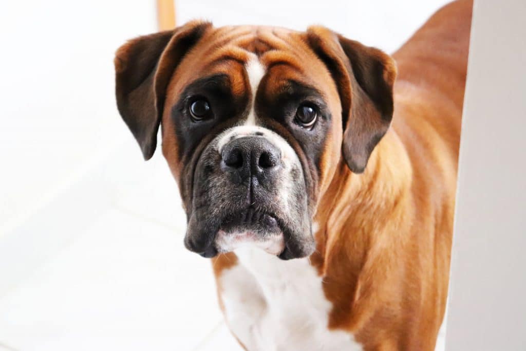 race de chien Boxer