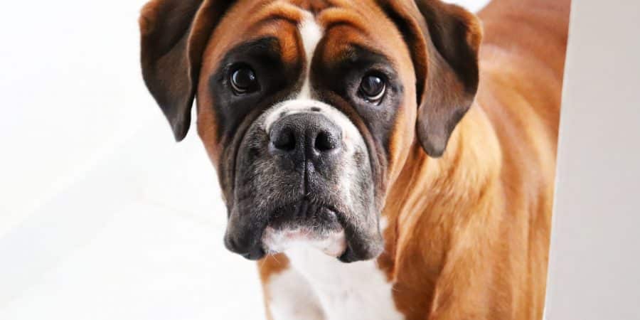 race de chien Boxer