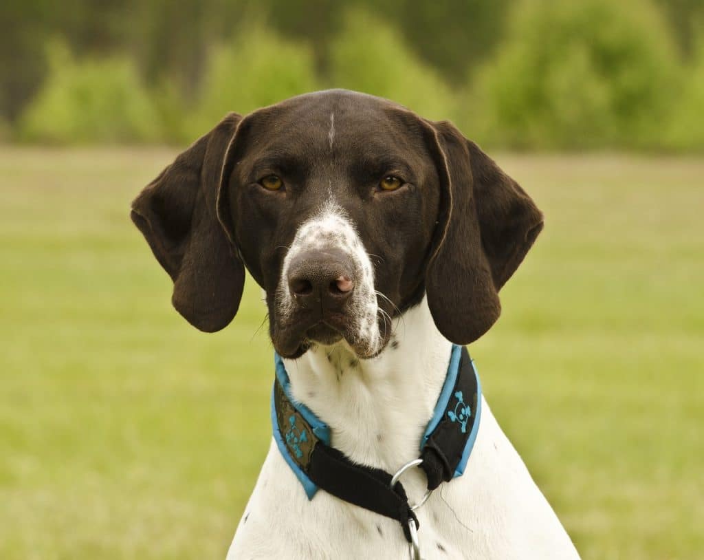 Race de chien Braque Français (GASCOGNE ou PYRENEES) : caractère, prix, éducation, entretien