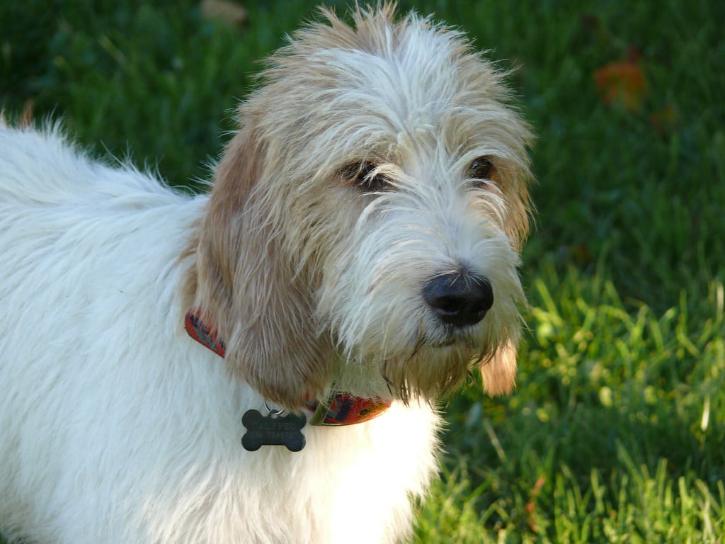 Race de chien Briquet Griffon Vendéen : caractère, prix, éducation, entretien