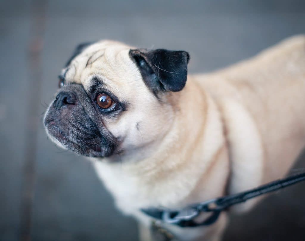 Race de chien Carlin : caractère, prix, éducation, entretien…