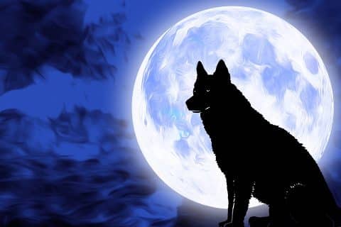 chien qui aboie la nuit