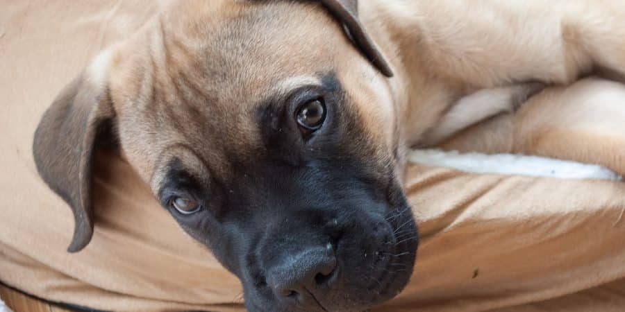 Bullmastiff race de chien